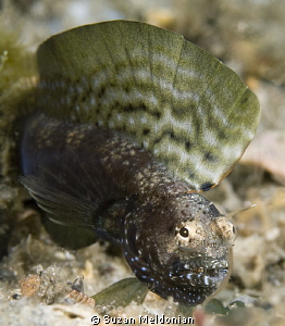 Male Sailfin Blenny in full display and fighting spirit. ... by Suzan Meldonian 